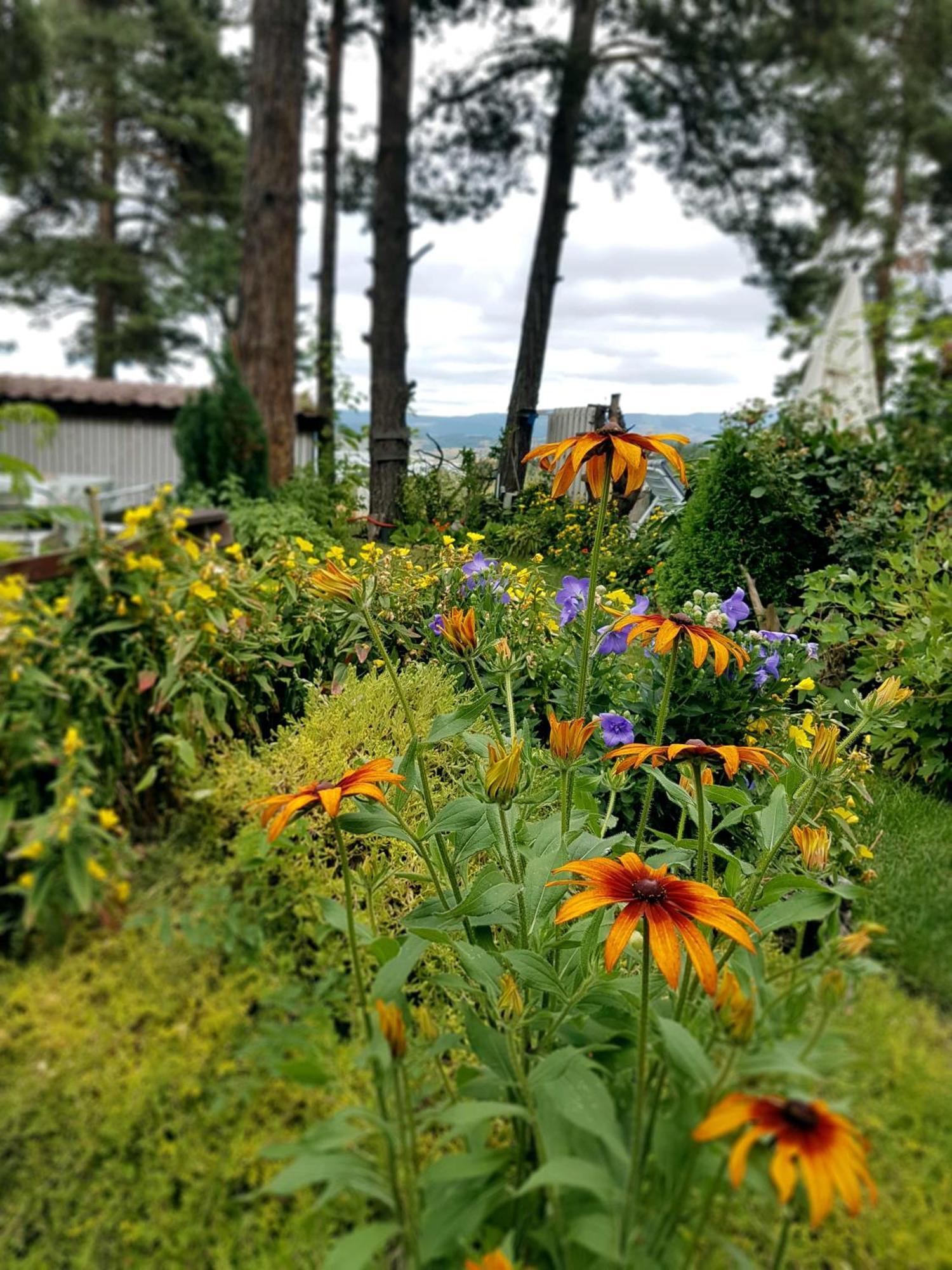 Vila Kalvachevi Hotel Tsigov Chark Eksteriør billede